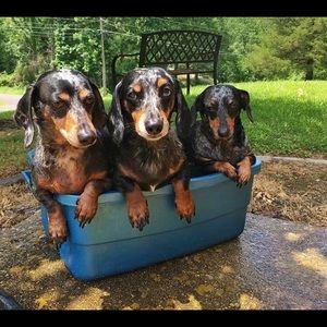 Meet your Posher, Sam